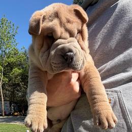 Hughie - Isabella dilute male Chinese Shar-Pei puppy in Auburn, Kansas from Justin's Chinese Shar-Pei