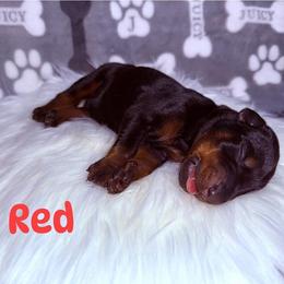 Red - Black and rust male Doberman Pinscher puppy in Louisville, Kentucky from Ruiz Dobermans