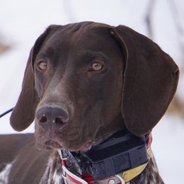 Sage - German Shorthaired Pointer
