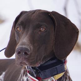 Sage - German Shorthaired Pointer