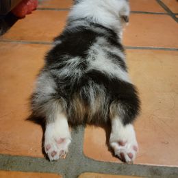 American Corgi and Pembroke Welsh Corgi Puppies from Koko's Kennels
