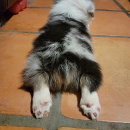 American Corgi and Pembroke Welsh Corgi Puppies from Koko's Kennels