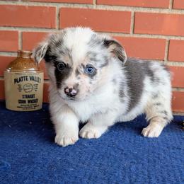 Jenny - Blue merle and white female American Corgi puppy in Shawnee, Oklahoma from Sunray Ranch