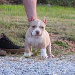 Lancelot - Red sable male American Bully puppy in Orlinda, Tennessee from SimplyBullies