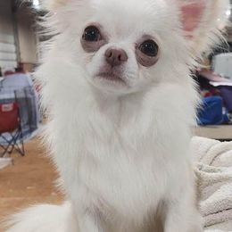 Chihuahuas and Poodles from Morgenstern Kennels