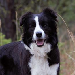 Orca - Border Collie