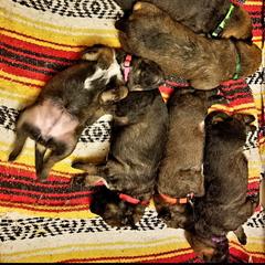 Belgian Laekenois Puppies from Cal Curly Coats Belgian Laekenois