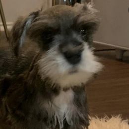 Miniature Schnauzers from Natalie's Mini Schnauzers