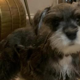 Miniature Schnauzers from Natalie's Mini Schnauzers