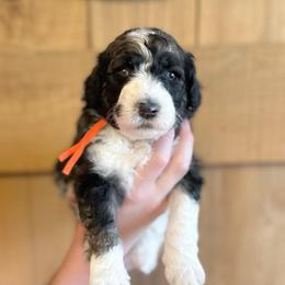 Freckles - Black and white female Sheepadoodle puppy in Danville, Indiana from Marley’s Doodle Ranch
