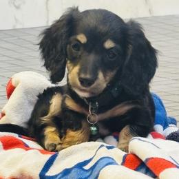 Xander - Black and cream male Dachshund puppy in Altus, Oklahoma from Johnson Prairie Pups