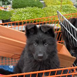 Orange collar - Black male German Shepherd puppy in Plumas Lake, California from Zwinger Vom Greifjäger