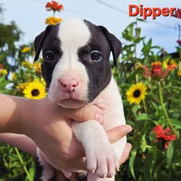 Dipper - Black male American Staffordshire Terrier puppy in Clintwood, Virginia from SkyBlue Kennel