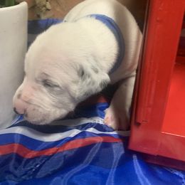 Dalmatian Puppies from River Bend Barkery