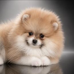 Mable - Orange sable female Pomeranian puppy in Fultonville, New York from Sandy Aussies & Pomeranians
