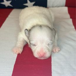 Buzz - Blue parti male Pomeranian puppy in Lexington, Oklahoma from BooneDox Miniature Dachshunds