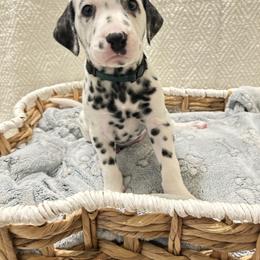 Dalmatian Puppies from Sarena Martinez