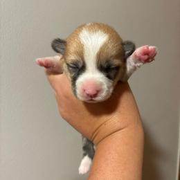 Cloud - Red female Pembroke Welsh Corgi puppy in Delton, Michigan from CorGizmo