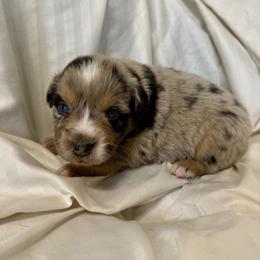Saffron - Blue merle male Miniature Australian Shepherd puppy in Medical Lake, Washington from MAS Gone Rogue