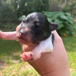 Gracie - Parti female Schnoodle puppy in Temple, Texas from Schnauzers Of Taylor