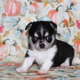 Taffy 2,800 - Black and tan female Chihuahua puppy in Cache, Oklahoma from Charming Lil Chihuahuas