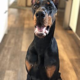 Doberman Pinscher Puppies from Imperium Dobermann Kennel