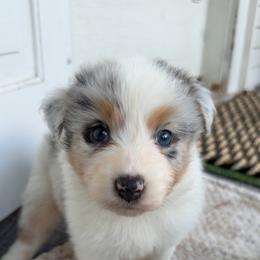 Crew - Blue merle male Australian Shepherd puppy in Kearney, Nebraska from Helix Aussies