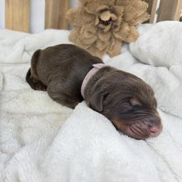 Selah - Red and rust female Doberman Pinscher puppy in Boyd, Texas from Team Feem Breeders