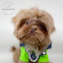 Eli - Lilac male Shih Tzu puppy in League City, Texas from Divine Pups
