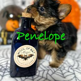 Yorkshire Terrier Puppies from Prims Puppies LLC