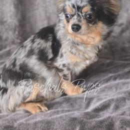Jewels - Chihuahua