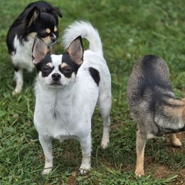 Sheldon - Black and white male Chihuahua puppy in Amity, Pennsylvania from Rhoda and Verna