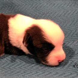 Muffin - Black and white female Cardigan Welsh Corgi puppy in Larsen, Wisconsin from Pondside Kennels