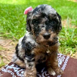 Skyla - Blue merle female Aussiedoodle puppy in Chattanooga, Tennessee from Leafy Acre Mini Farm