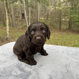 Dark Pink Collar - Chocolate female Boykin Spaniel puppy in Comer, Georgia from Weavers Kennels