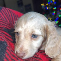Cream male - Cream male Dachshund puppy in Woodward, Oklahoma from Wiener Dreams Dachshunds
