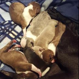 Boston Terriers and Boxers from Crystal's Puppies