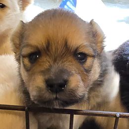 Cinnamon - Beaver male Pomeranian puppy in Mays Landing, New Jersey from KB Pom Pups