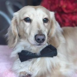 Legend - Dachshund