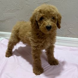 Red girl 2 - Red  female Poodle puppy in Williston, Florida from JD French Bulldogs, Mini Poodles, and Border Collies