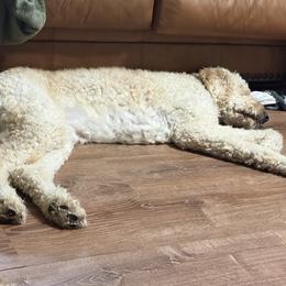 Winston - Goldendoodle