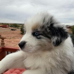 Justice - Blue merle male Miniature Australian Shepherd puppy in Taylor, Arizona from Holy Ghost Ranch, Inc