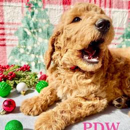 Pink Collar Female - Apricot female Goldendoodle puppy in Conway, South Carolina from Poodle Doodle World