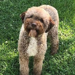 Catana - Lagotto Romagnolo