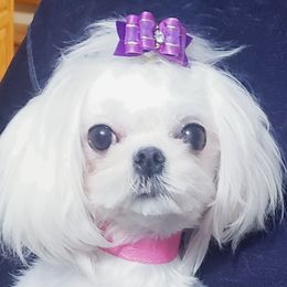 Kiana - Maltese