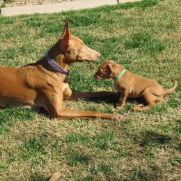 Pharaoh Hound Puppies from Du Ciel Pharaoh Hounds