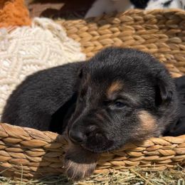 Oogie (Black collar) - Bi-color male German Shepherd puppy in Dover, Delaware from Fornax