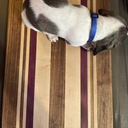 Dachshund Puppies from Hursh’s Hounds