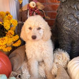 Wilson Family's Gimme - Cream female Goldendoodle puppy in Norman, Oklahoma from Wilson Family Companions
