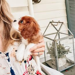 Cavalier King Charles Spaniel Puppies from Cane Creek Cavaliers
